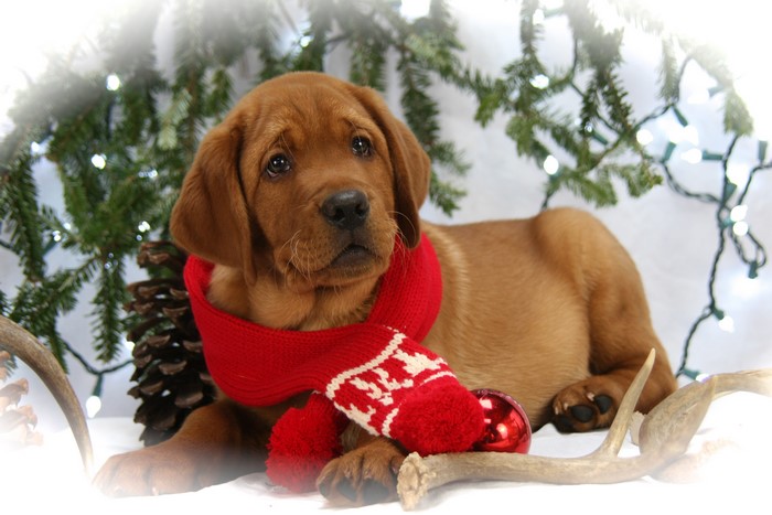 Cute Labrador Retriever puppy wearing a Christmas scarf