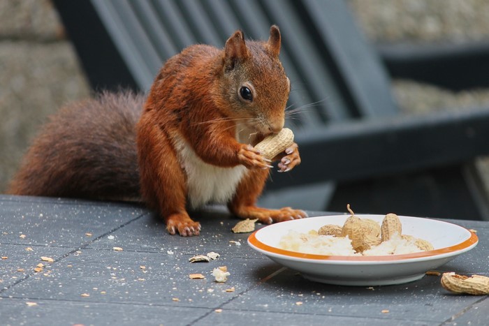 Squirrel eating peanuts from a plate