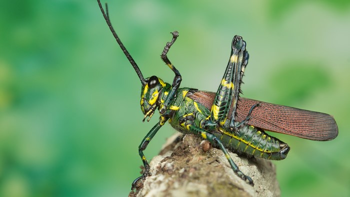 Grasshopper closeup on a branch
