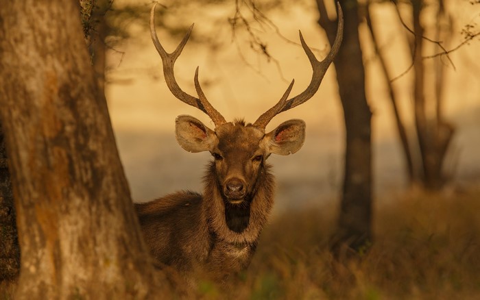 Deer with horns in a forest