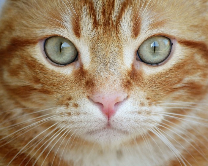 Close-up of an orange tabby cat's face