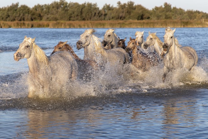 Many horses running through water with splashes