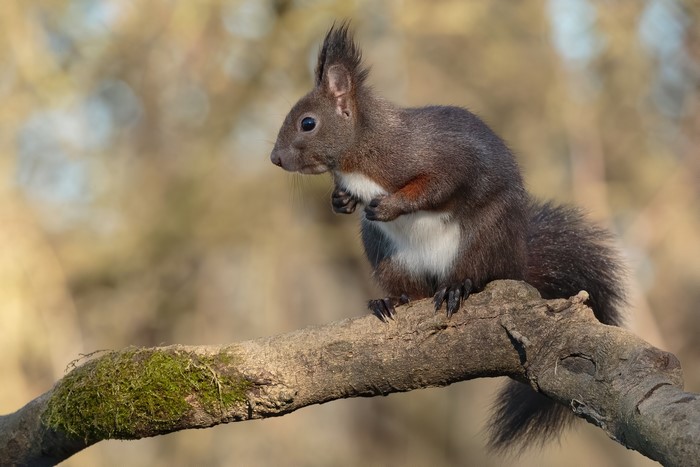 Red squirrel sitting on a mossy branch