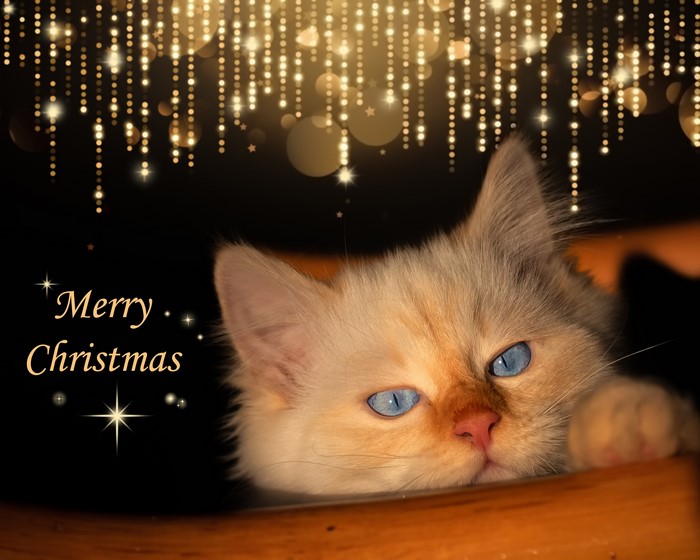 Christmas kitten with blue eyes and festive lights