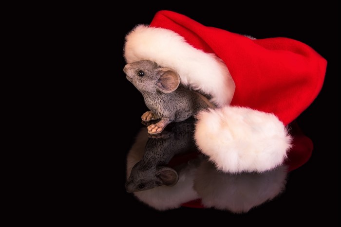 Mouse in Santa Hat with Reflection