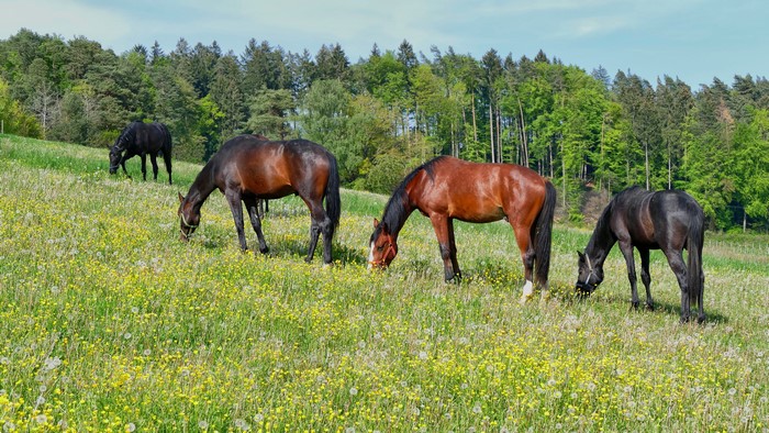 Four Horses Grazing in a Meadow