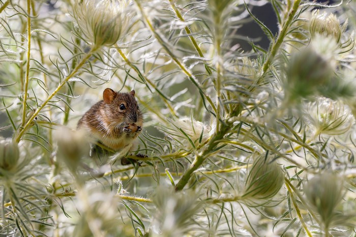 Mouse eating nuts on a branch