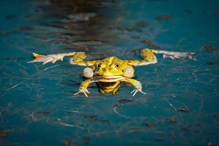 Frog in Water
