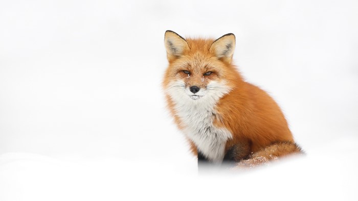 Red fox in the snow