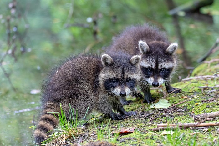 Two young raccoons by the water