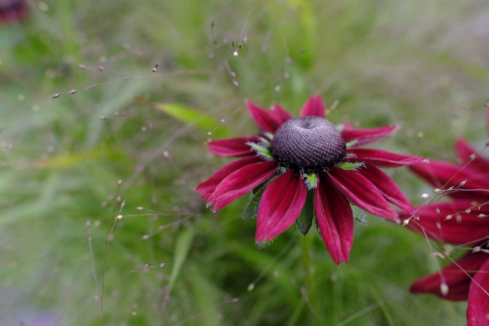 Red Rudbeckia flower with bokeh