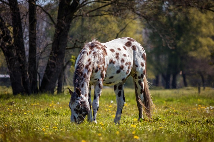 Appaloosa horse grazing in a grassy field