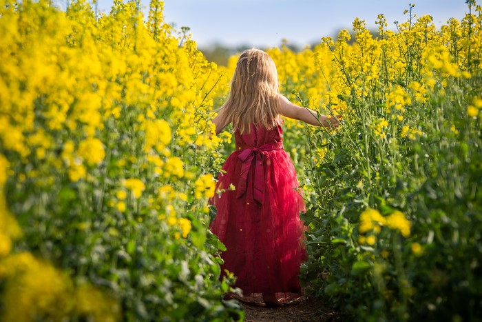 Little girl in red dress in rapeseed field