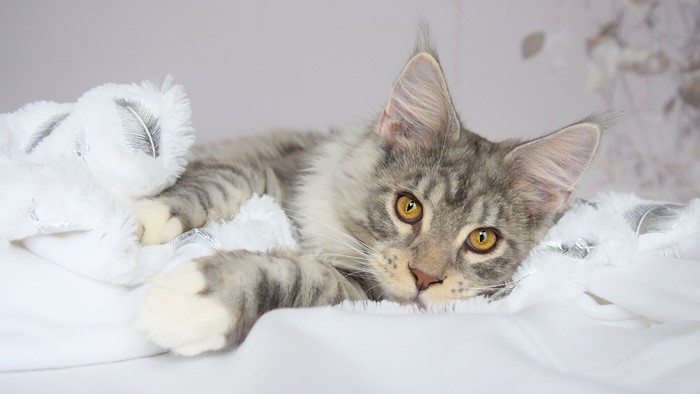 Maine Coon Cat with Yellow Eyes