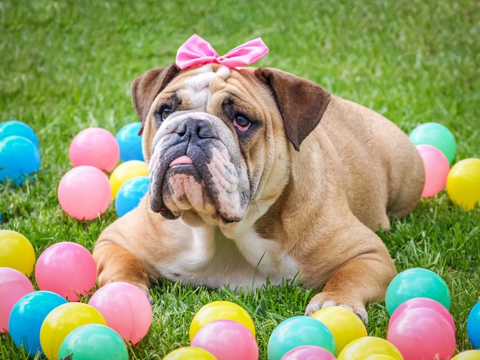 English Bulldog with pink bow and colorful balls