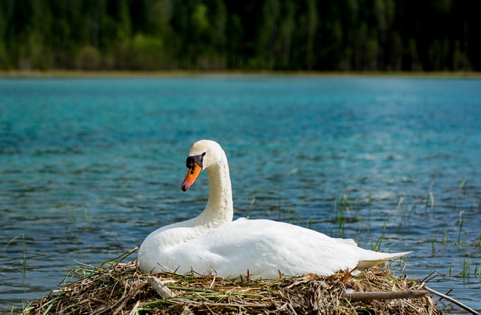 White Swan on a Nest in a Lake