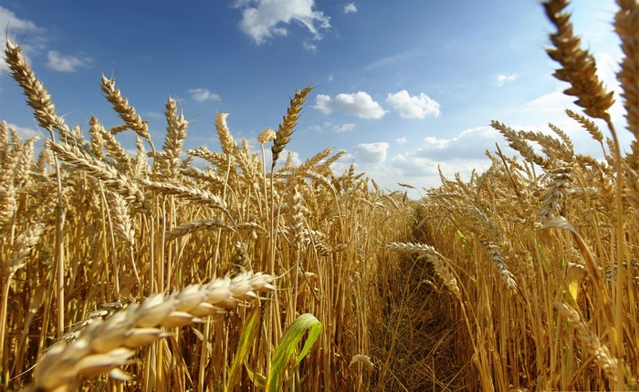 Wheat field with a path under a blue sky