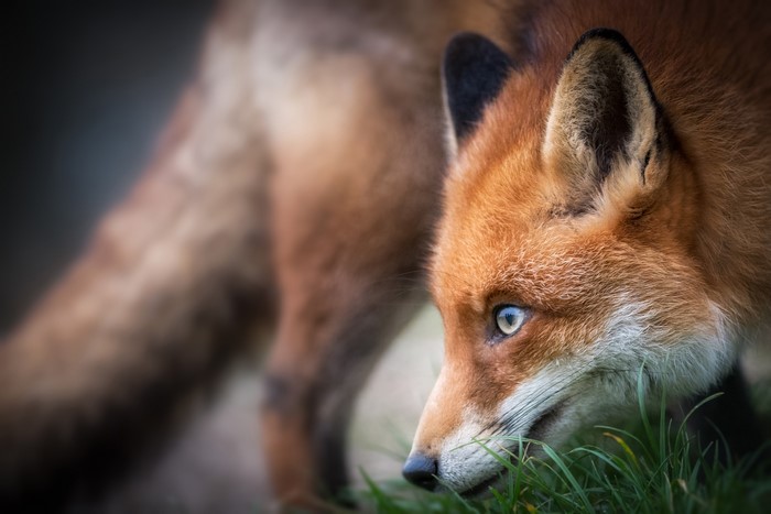 Red Fox Snout in Green Grass