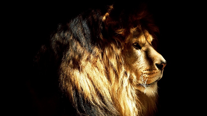 Lion's head in profile against black background