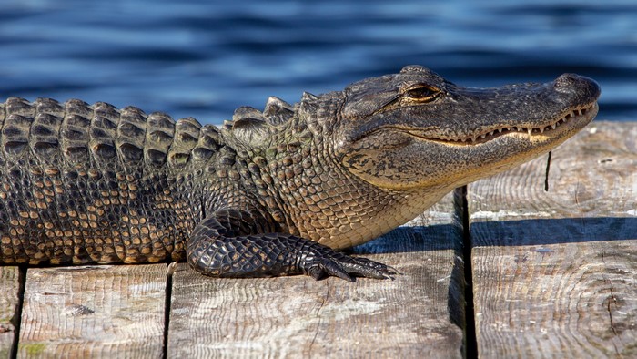 Alligator on a wooden dock