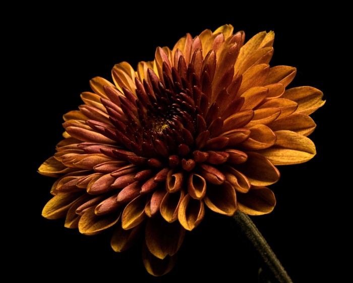 Closeup of Orange Dahlia Flower