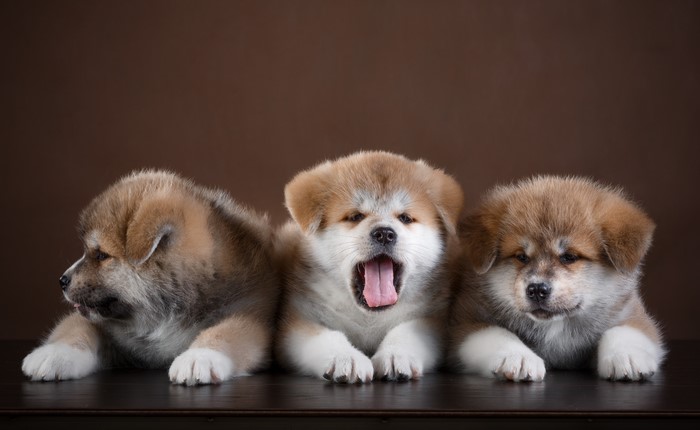 Three Akita puppies yawning on a brown background