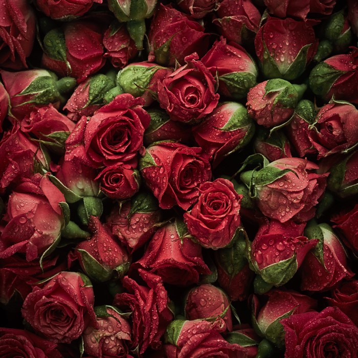 A close-up of many red roses with water drops