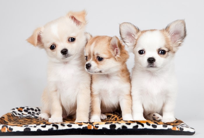 Three Chihuahua puppies sitting on a blanket