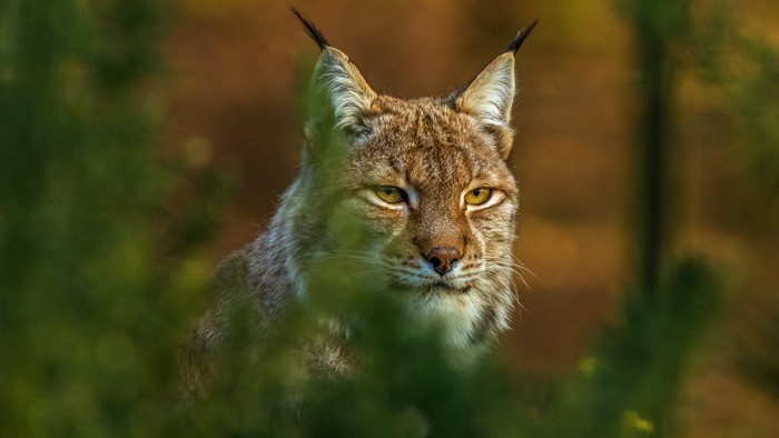 Lynx with tufted ears in a forest