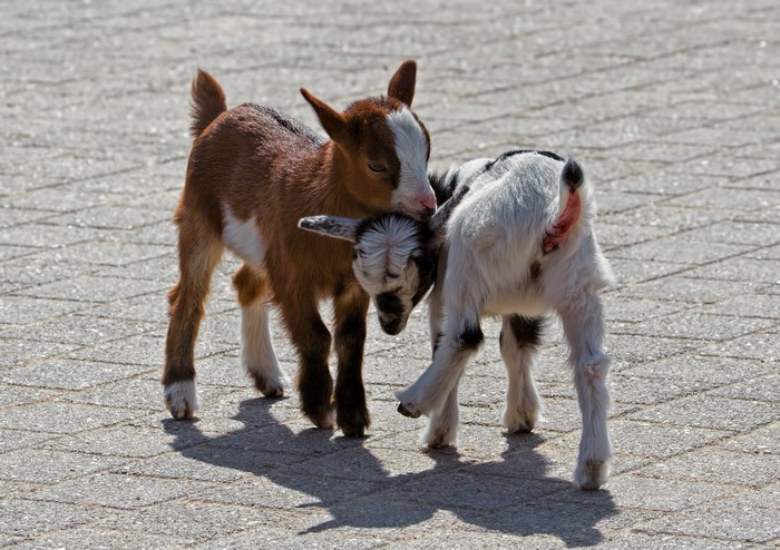 Two baby goats playing on a paved surface