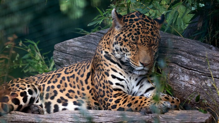 Jaguar lying down on a log