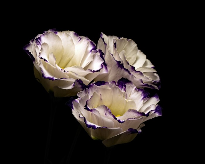 Three white Eustoma flowers with purple edges