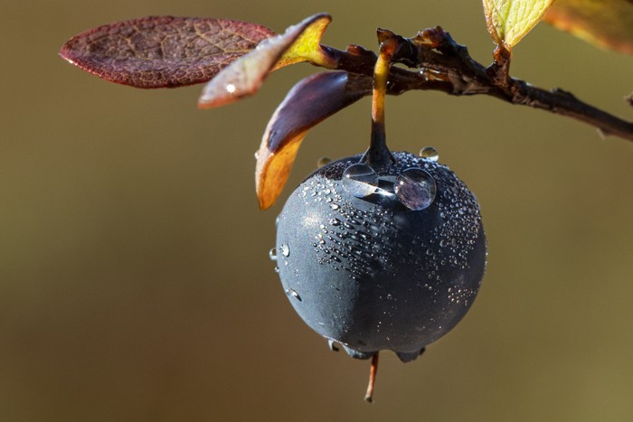 Blueberry with water drops on a branch