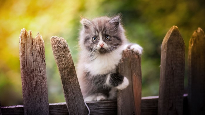 Fluffy kitten on a wooden fence