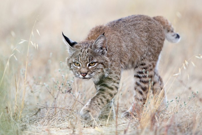 Bobcat walking through dry grass