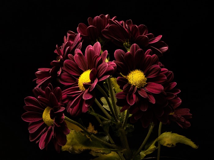 4K Wine Color Chrysanthemums Closeup Black Background