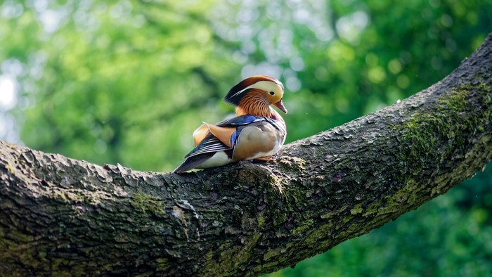 Mandarin duck perched on a tree trunk