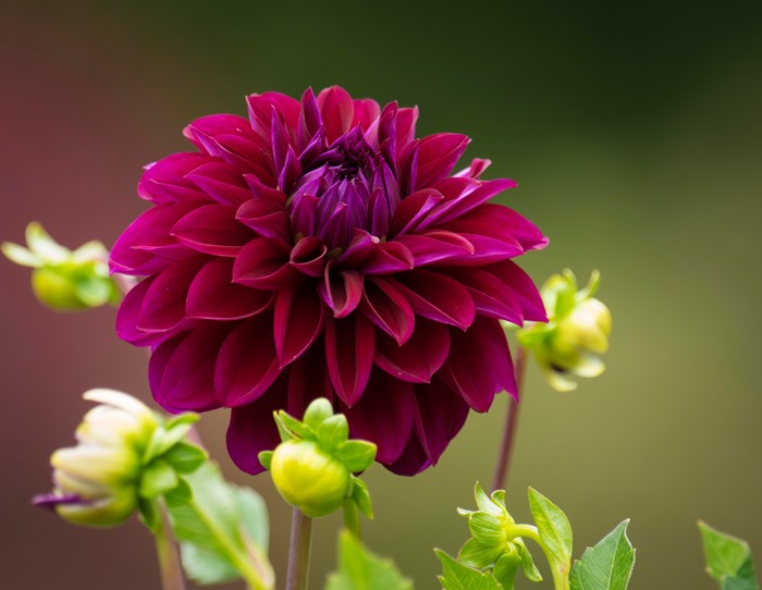 4K Closeup of a Wine Color Dahlia Flower