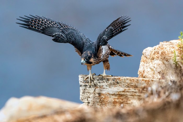 Peregrine Falcon perched on a rock