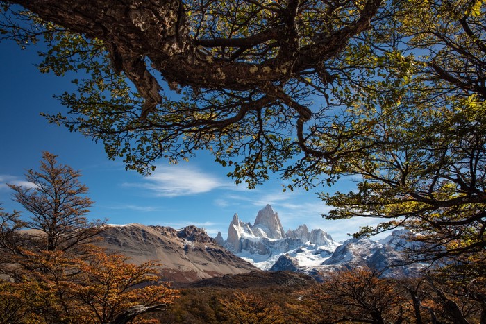 Mount Fitz Roy, Patagonia, Argentina, with foreground trees
