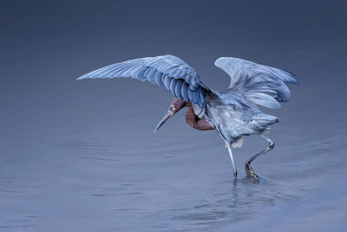 Reddish Egret standing in shallow water with wings spread