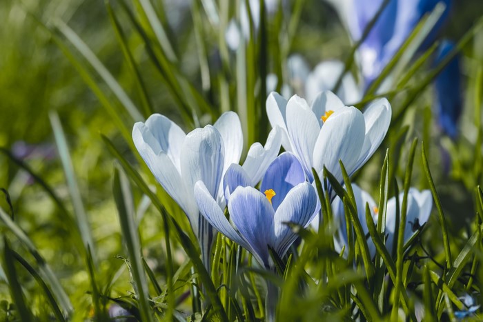 White and blue crocuses in grass with bokeh
