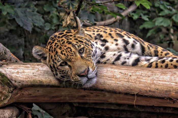 Jaguar lying on a log