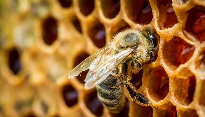 Bee on a honeycomb with honey