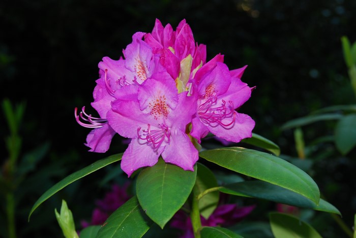 4K Rhododendron Closeup Pink Color