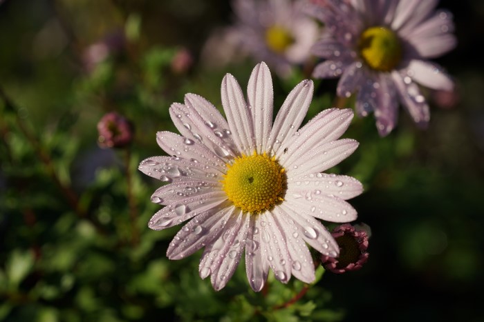Close-up of a daisy with water drops and bokeh