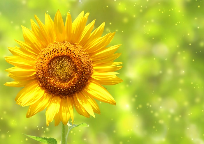 Close-up of a Yellow Sunflower