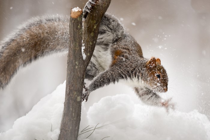 Squirrel climbing a snowy branch in winter