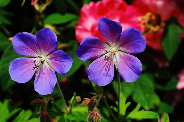 Two Blue Geranium Flowers