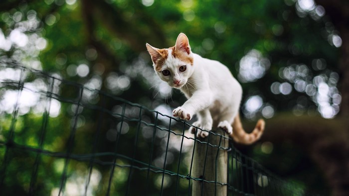 White and orange cat on a fence
